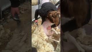 How do you like to position yourself? 🐑