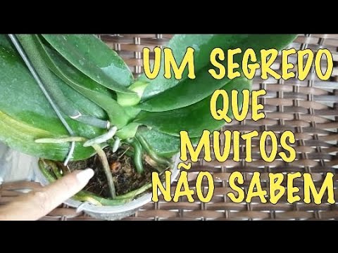 ORQUÍDEAS MORRENDO POR MUITOS NÃO SABER DISSO. DICAS IMPORTANTES PARA NÃO  DEIXÁ-LA MORRER !! - thptnganamst.edu.vn