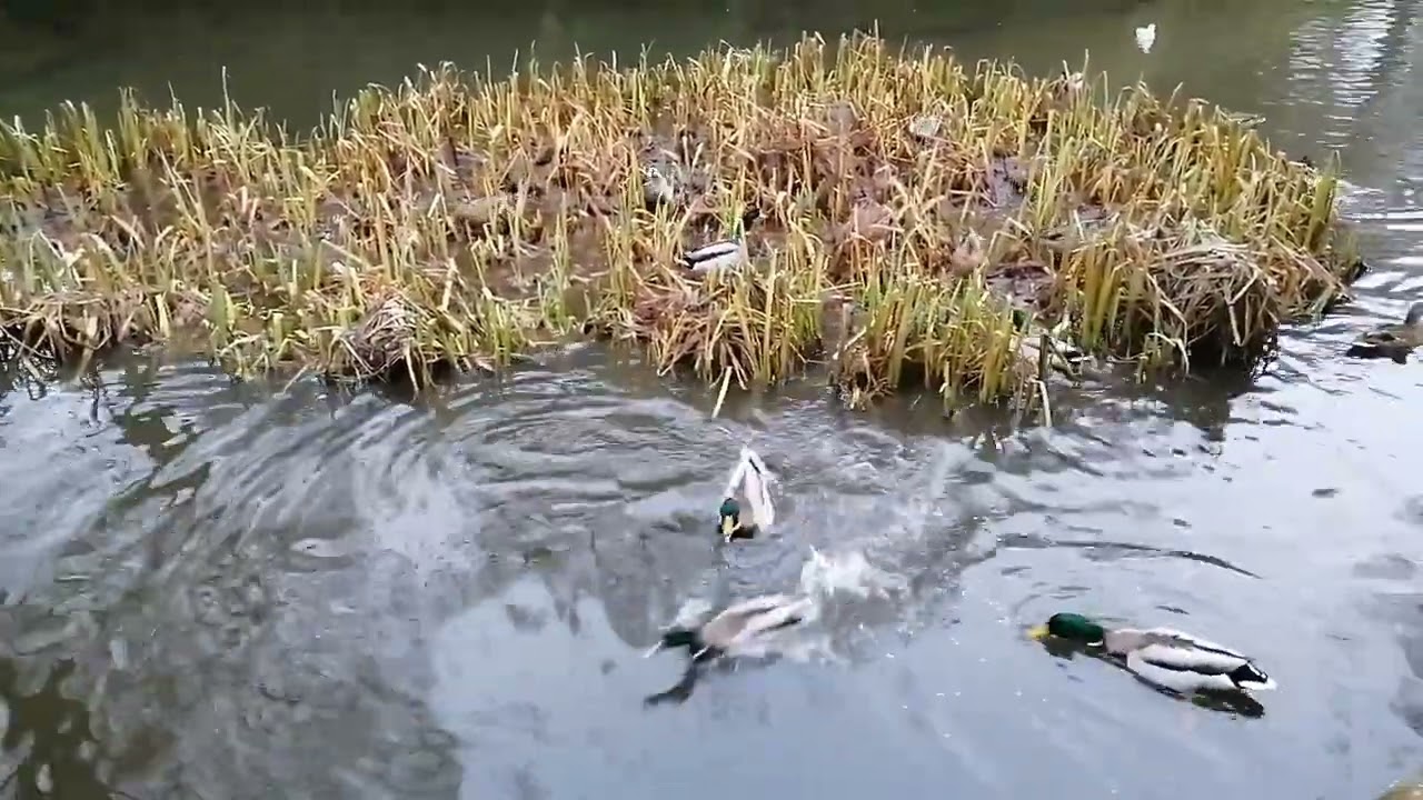 Johnston Gardens Aberdeen - A tourist attraction