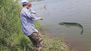 Amazing fish catching murrel | Rod fishing | shikar snakehead fish | machhali ka shikar