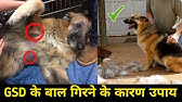 how to stop dog hair fall / dog hair loss treatment home remedies hindi / dog  hair loss treatment - YouTube
