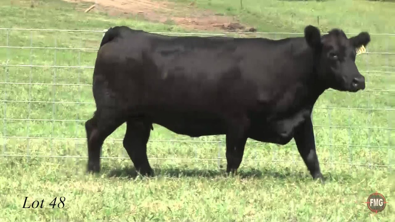 Conley Angus Lot 48 - YouTube