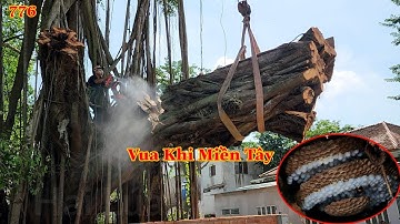 Vua Khỉ Miền Tây gặp tổ ong bắp cày khi cưa phần thân cây Sộp hơn 200 năm tuổi! Cutting poplar tree.