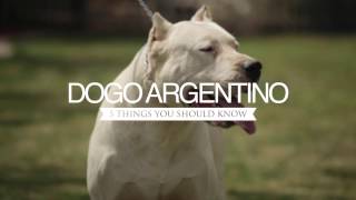 DOGO ARGENTINO DOGS FIVE THINGS YOU SHOULD KNOW