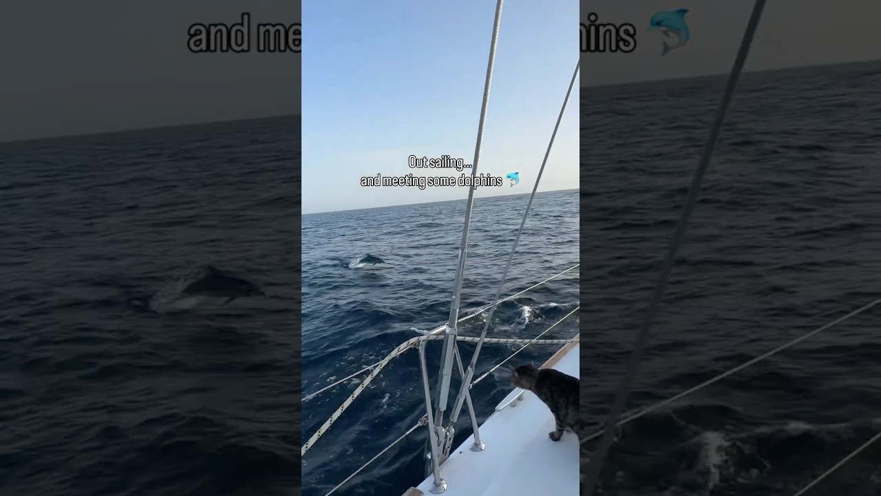 Sailing peacefully… #cat