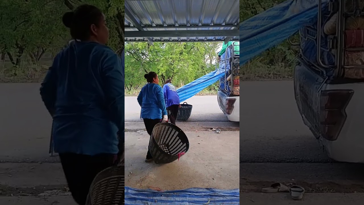 ฟักทอง[น้าชัย]กลุ่มพี่สมายหัวหน้าป่าใม้+ภรรยาอ.ครบุรี จ.นครราชสีมา