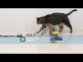 Fanny cat Domino #shots