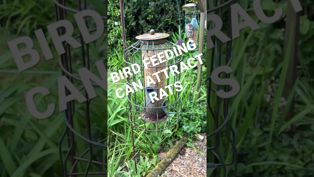 Feeding birds can attract RATS