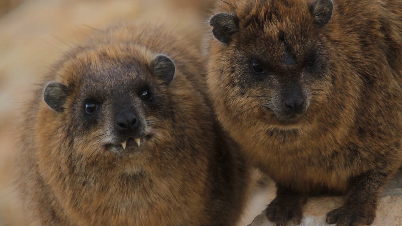 Hyracks Marine Rock Hyrax صخر صخر שפני סלע ימיים рок-хиракс ケープハイラックス - YouTube