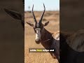 The Bontebok Antelope's Epic Comeback