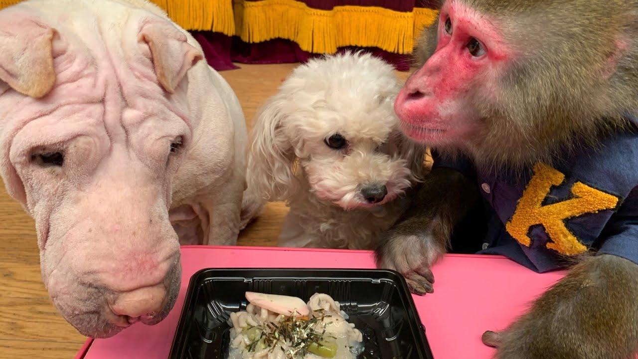 お猿とわんこが仲良く「年越し蕎麦」を食べる！！！【プーキーズ】