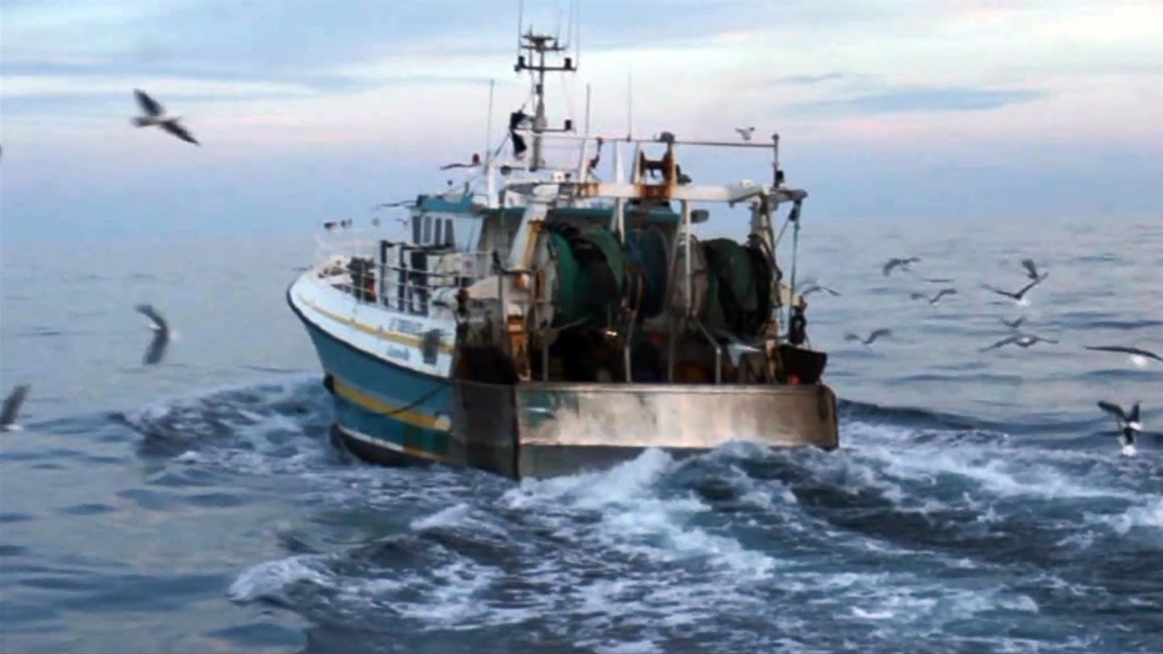 Dorade Sauvage de Normandie Chalutier pélagique en boeuf