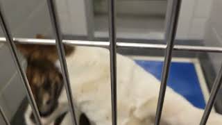 acs A662137