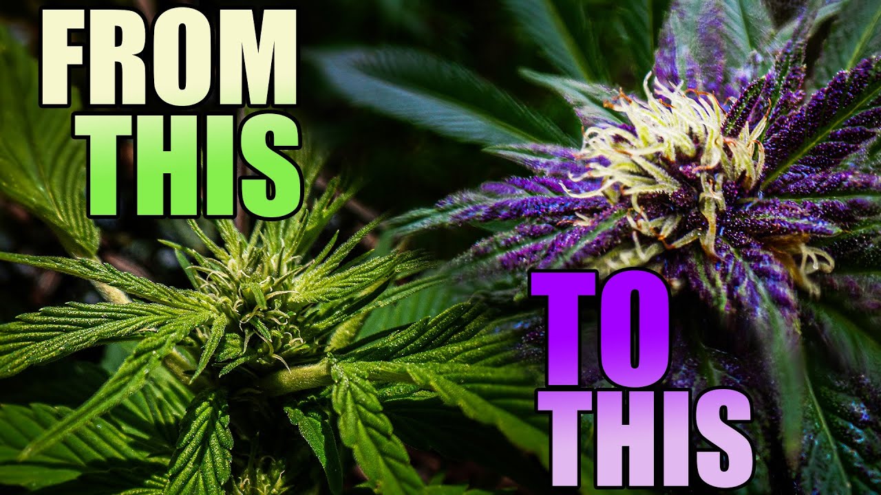 Cannabis in September