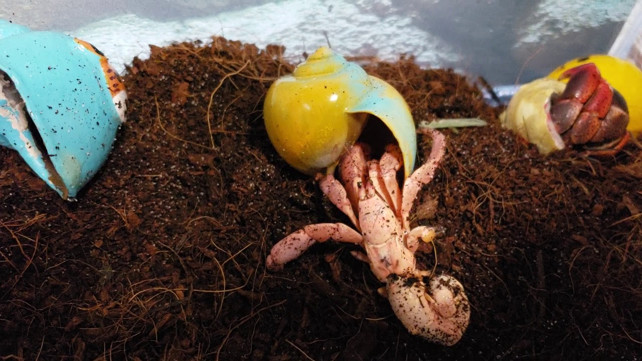 Hermit Crab Molting Changing Shells YouTube Hermit Crab Molting Changing Shells YouTube