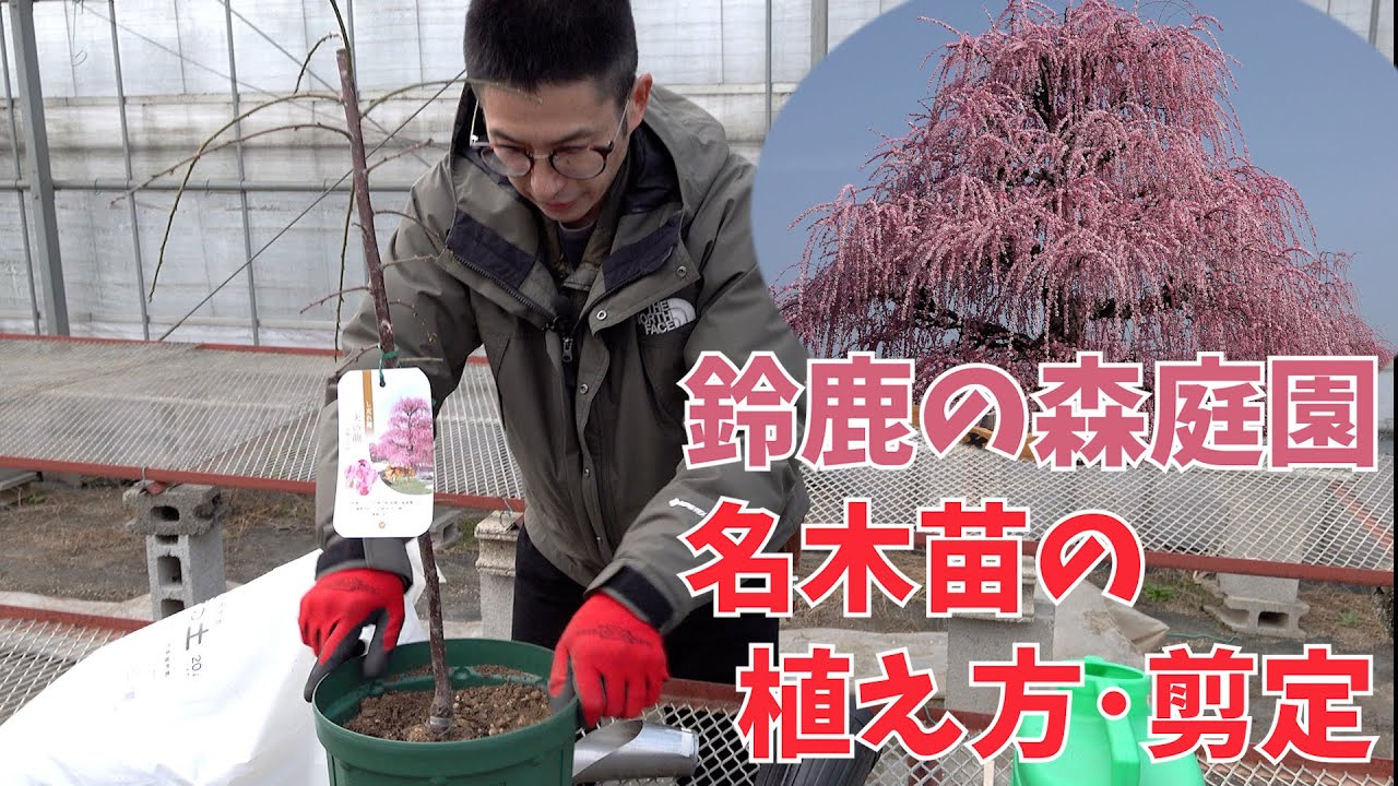 必見！鈴鹿の森庭園しだれ梅 名木苗の植え方･剪定方法
