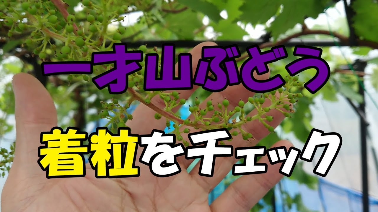 I checked the fruiting status of Issaiyama grapes. - YouTube