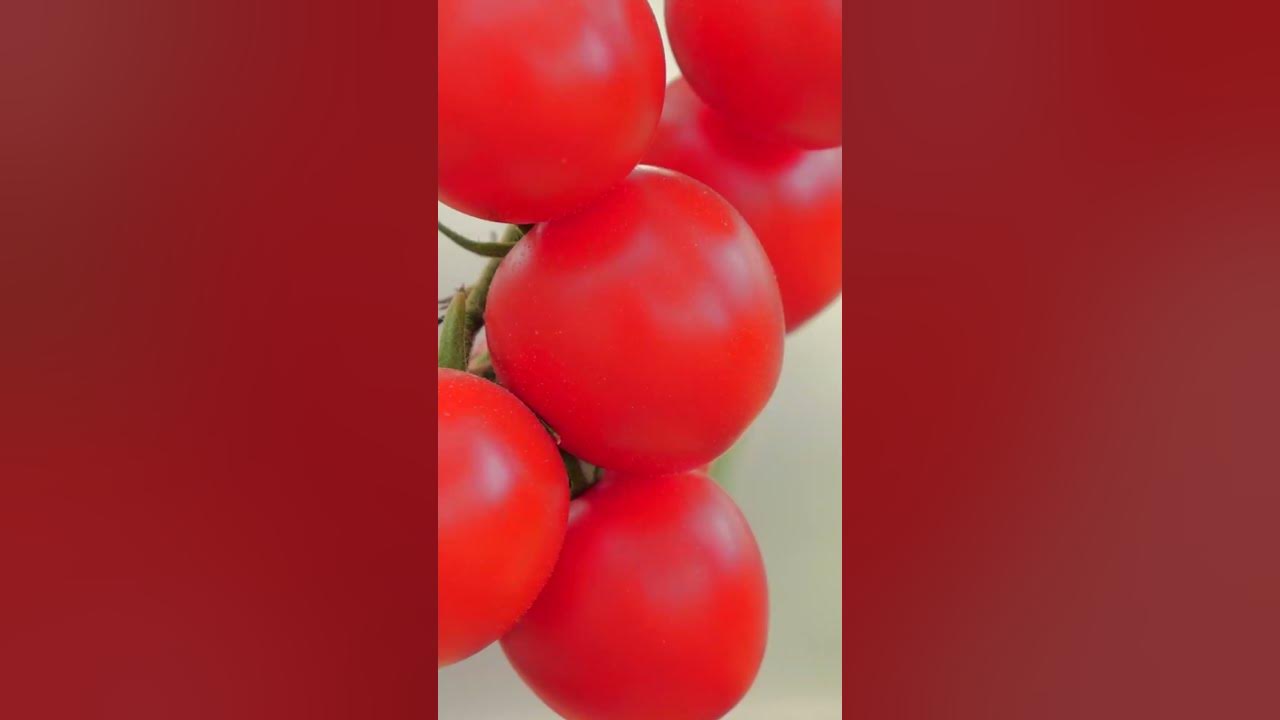 Помидор зимняя вишня фото Томаты Нетипичный Фермер томаты купить по выгодным ценам в интернет-магазине O