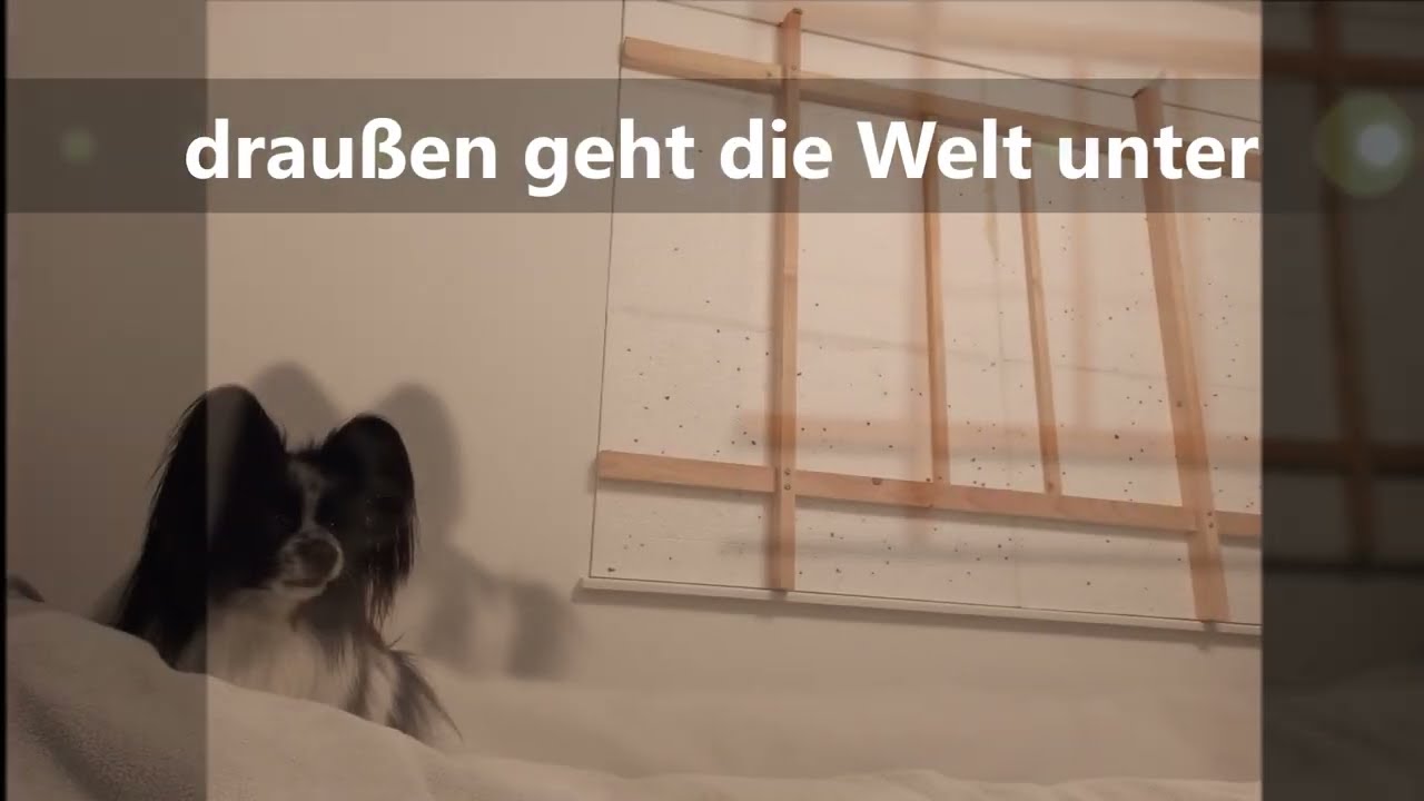 Dino der Papillon und der Übergang in ein neues Jahr