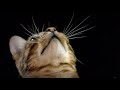 How Do Cats Use Their Whiskers? | Cats Uncovered | BBC Earth Kids