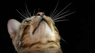 How Do Cats Use Their Whiskers? | Cats Uncovered | BBC Earth Kids