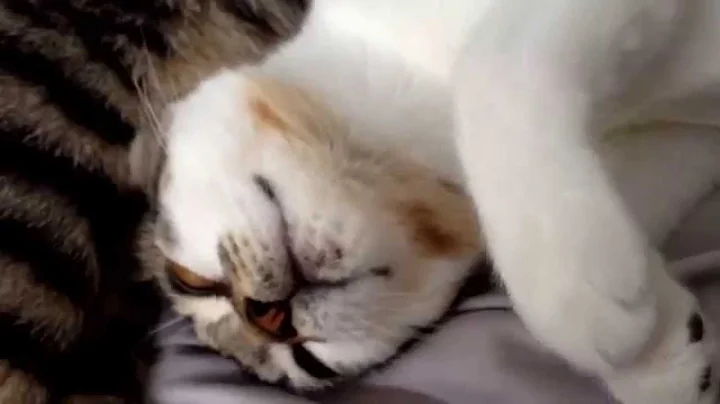 Video 882421: maine coon bengal, maine coon cross, happy purring