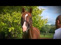 Vinery Stud Stallion Parade promo