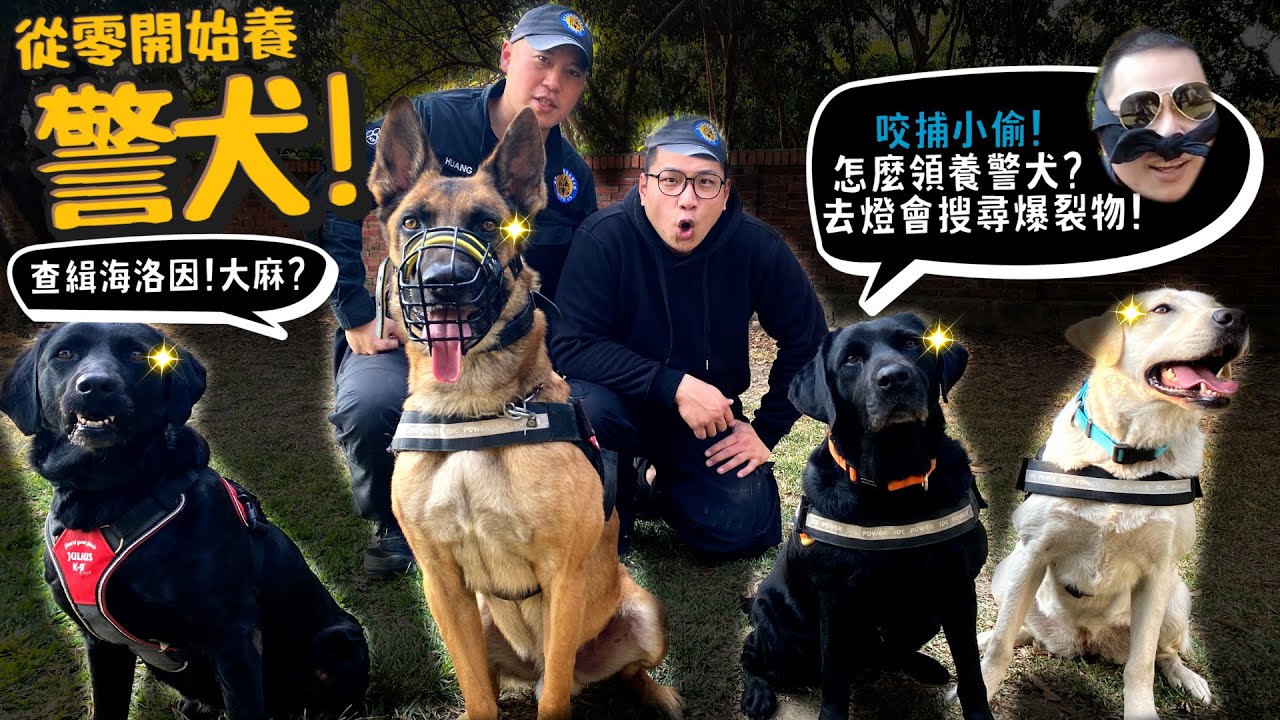 【從零開始養】台灣警犬隊!查緝毒品!咬補小偷!?怎麼領養警犬?去台中燈會搜尋爆裂物?怎麼成為領犬員?【許伯簡芝】德國狼犬!拉不拉多!比利時狼犬!