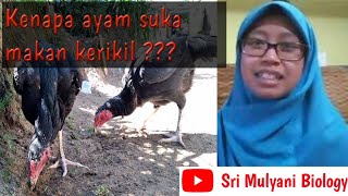 Alasan kenapa ayam suka makan kerikil
