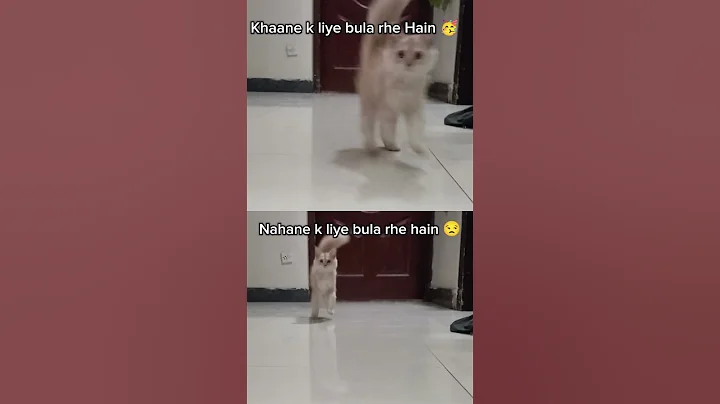 Watch the video about Bath?a big no😒😉😺 #car#cat#catify#kitten#cataholic#catshorts#catlover#catvideos#pets#cute#pets#mecoco