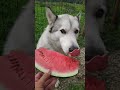 &quot;Хаски&quot; любитель арбуза / Husky&quot; watermelon lover.