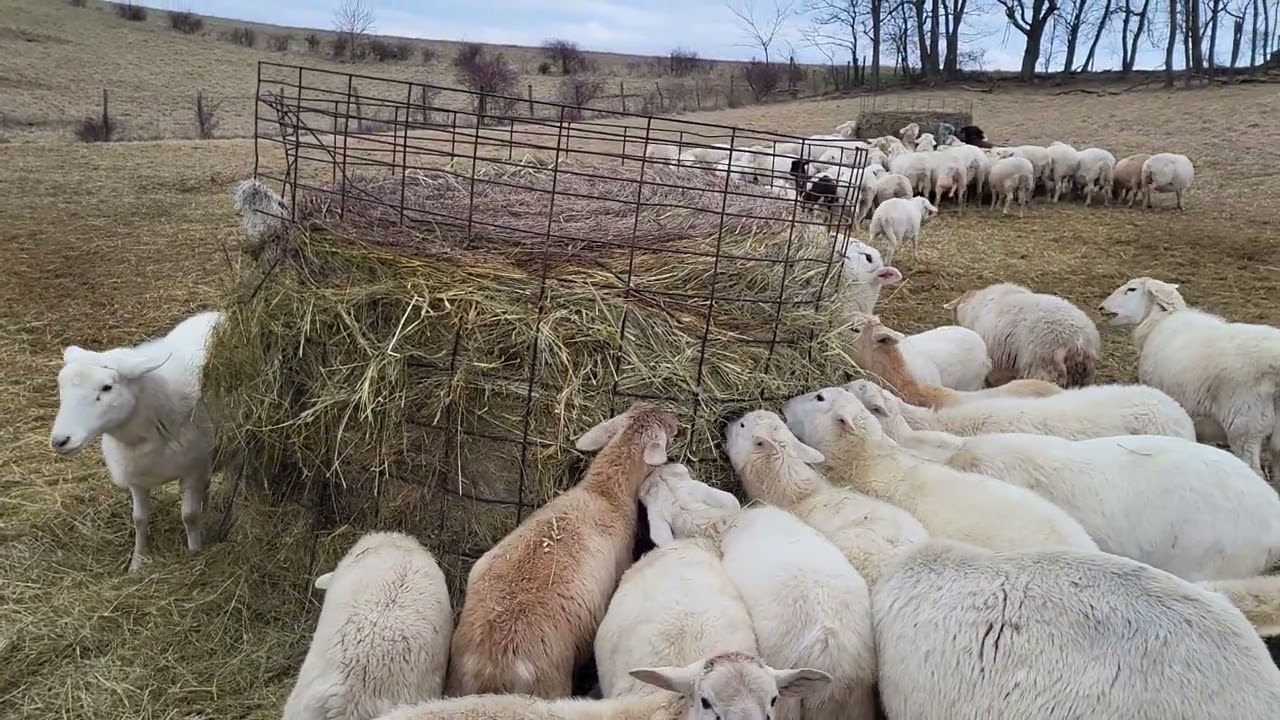 January 4, 2024 Happy Ewe Year! (all sheep this time)