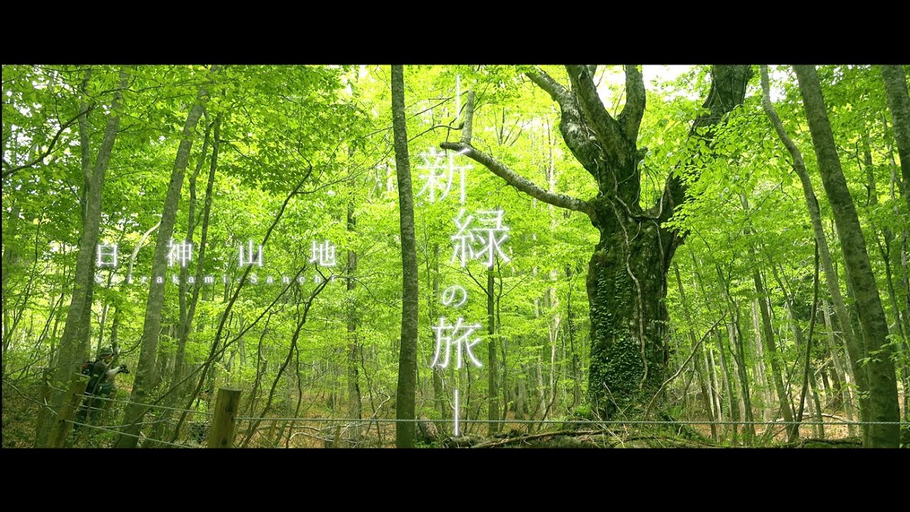 世界自然遺産白神山地 新緑の旅 錦秋の旅 Youtube