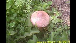 Mushroom/Bradford, PA., USA