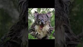 wet koala .. حيوانات تتحول الى شياطين عندما يلمس جسدها الماء