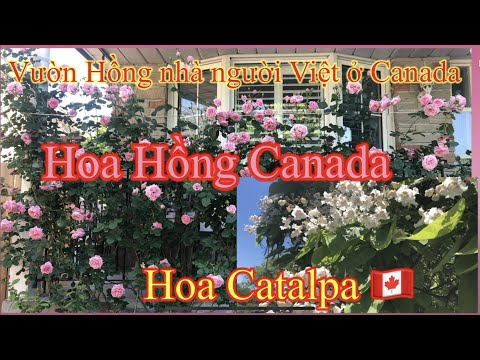 Video: Vườn Hoa Hồng