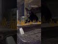 If You Liked It 