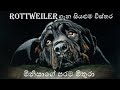 Everything about rottweiler sinhala     