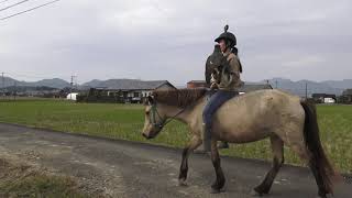 人と鷹と馬の武将が好んだ三味一体の鷹狩の練習 人と鷹と馬の武将が好んだ三味一体の鷹狩の練習
