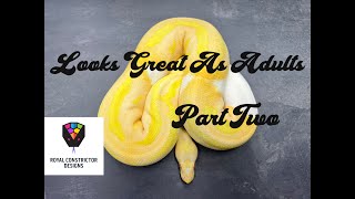 Part two - What snakes look good as adults!  Tune in now....