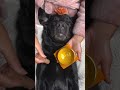 My Dog Fell Asleep During A Sound Bath Massage 馃ス My Dog Fell Asleep During A Sound Bath Massage 馃ス