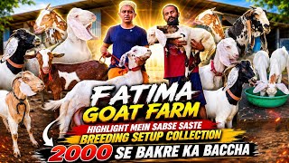 1999😱 Se Bakra🤯 Sabse Sasta Chanas Dhamaka Breeding Setup Looto || Fatima Goat Farm Mumbra Mumbai ||