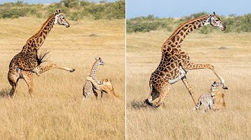 9 feiten over dieren waarvan je niet zult geloven dat ze echt zijn