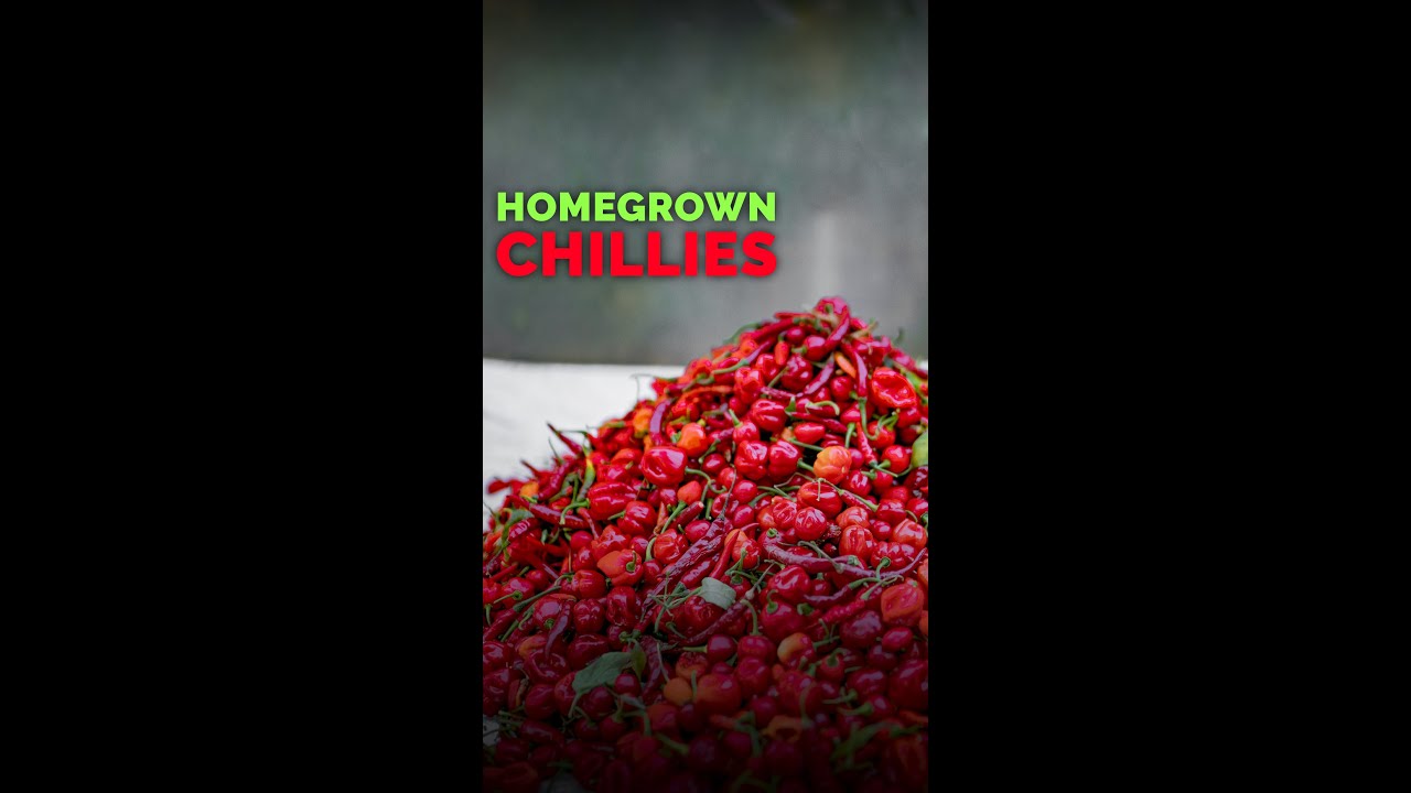 घर में Chilli Farming | Ghar par kare mirch ki kheti | मिर्च की खेती #shorts