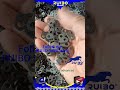 📌070 Chainsaw Chain🚚👉Contact me☎️📠Send price list📫💹🇨🇳➕8️⃣6️⃣ 190 3092 8563 #logging