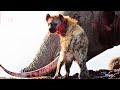 Very Evil! Clever Hyena Uses This Method To Defeat Giant Elephants | Wild Animals Attack