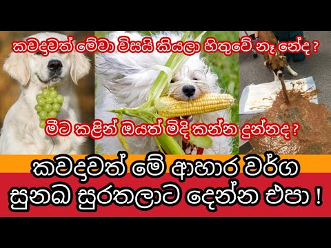 සුනඛයන් බිලිගන්නා ආහාර  | Foods that will Kill Your Dog | Awata