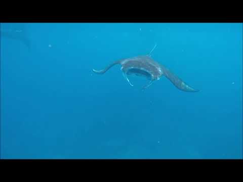 Freediving with Mantas, Raja Ampat
