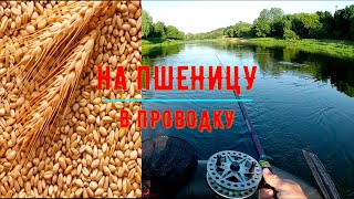 Рыбалка на пшеницу в проводку/Как ловить на пшеницу