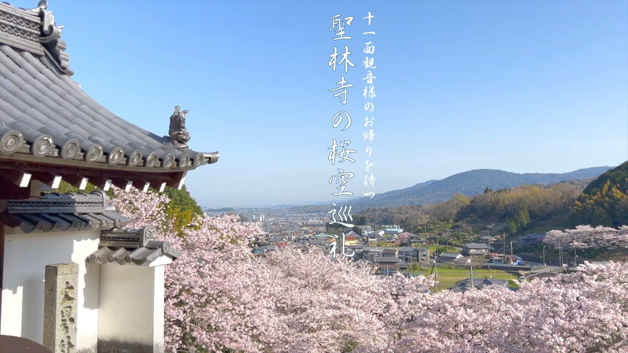 聖林寺の桜空巡礼 - YouTube
